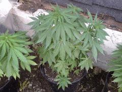 Session Outdoor - Early Skunk CRO+87