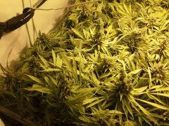 Scrog Early Skunk - CRO+56 - PréFlo+8 - FLO+73