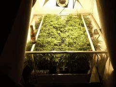 Scrog Early Skunk C+56 - Préflo-1