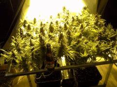 Scrog Indoor - CRO+56 - PréFlo+8 - FLO+77