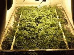 Scrog Early Skunk - Cro+56/Préflo+6 - avant tricotage