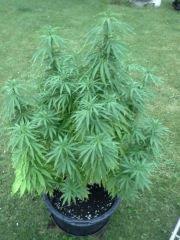 Session Outdoor - Early Skunk CRO+130