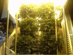 Scrog des Early Skunk C+41