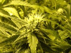 Scrog Early Skunk - CRO+56 - PréFlo+8 - FLO+24 - Les buds se rejoignent