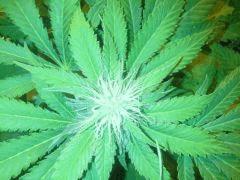 Scrog Early Skunk - CRO+56 - PréFlo+8 - FLO+16 - 4