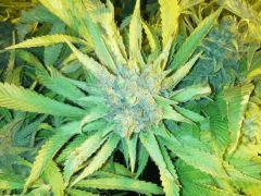 Scrog Indoor - CRO+56 - PréFlo+8 - FLO+77