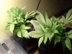 Early Skunk C+27