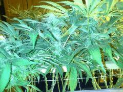 Scrog Early Skunk - CRO+56 - PréFlo+8 - FLO+24 - Les buds se rejoignent