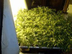 Scrog Early Skunk - CRO+56 - PréFlo+8 - FLO+24