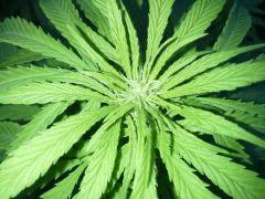 Early Skunk Outdoor 2013