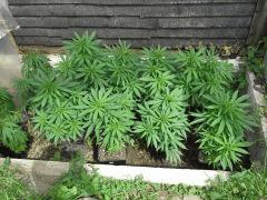 Session Outdoor Early Skunk - les bout'z