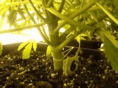 Le scrog - Early Skunk C+45 - 6
