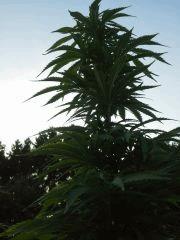 Early Skunk Outdoor 2013