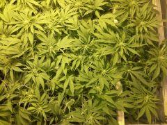 Scrog Early Skunk CRO+56 - PréFlo+8 - FLO+7 - 1