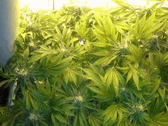 Scrog Early Skunk CRO+56 - PréFlo+8 - FLO+42