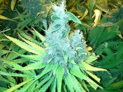 Scrog Indoor - CRO+56 - PréFlo+8 - FLO+77