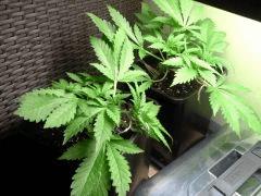 Early Skunk C+27