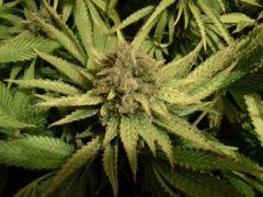 Scrog Early Skunk - CRO+56 - PréFlo+8 - FLO+63