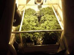 Le scrog Early Skunk - Croissance +50