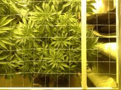 Scrog Early Skunk - C+52 - 1
