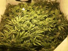 Scrog Early Skunk CRO+56- PréFlo +8 - FLO+38