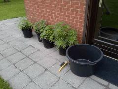 Session Outdoor Early Skunk