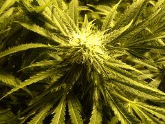 Scrog Early Skunk CRO+56 - PréFlo+8 - FLO+28 - Les buds