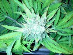 Scrog Indoor - CRO+56 - PréFlo+8 - FLO+77