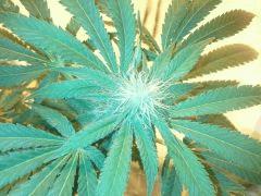 Scrog Early Skunk - CRO+56 - PréFlo+8 - FLO+16 - 5