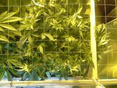 Le scrog - Early Skunk C+45 - 1