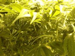 Scrog Early Skunk - CRO+56 - PréFlo+8 - FLO+24 - Les buds se rejoignent