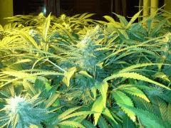 Scrog Early Skunk CRO+56 - PréFlo+8 - FLO+28 - Les buds