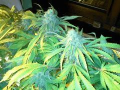 Scrog Early Skunk CRO+56 - PréFlo+8 - FLO+52