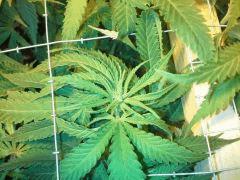 Scrog Early Skunk - F+1 - 3