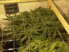 Le scrog Early Skunk - C+50 - 5