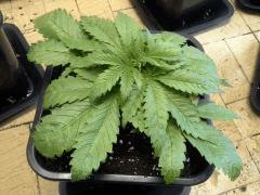 Early Skunk 11 litres - 3