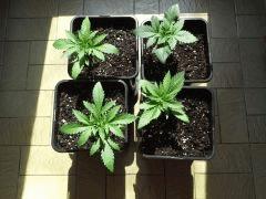 Early Skunk C+19