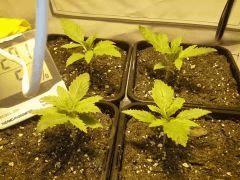 Les quatre autres Early Skunk à C+14