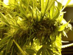 Scrog Early Skunk - CRO+56 - PréFlo+8 - FLO+67
