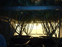 Scrog Early Skunk CRO+56 - PréFlo+8 - FLO+33
