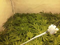 Scrog Early Skunk - CRO+56 - PréFlo+8 - FLO+12 - 4