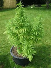 Session Outdoor Early Skunk - CRO+120