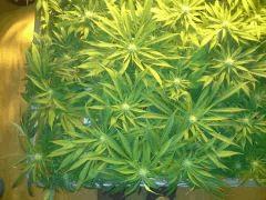 Scrog Early Skunk - CRO+56 - PréFlo+8 - FLO+16 - 2
