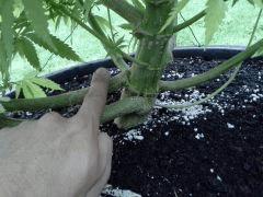 Session Outdoor - Early Skunk CRO+130