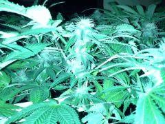 Scrog Early Skunk CRO+56 - PréFlo+8 - FLO+20