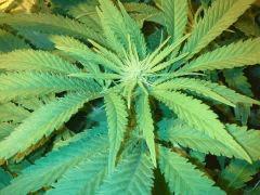 Scrog Early Skunk CRO+56 - PréFlo+8 - FLO+7 - Quelques pompons :-)