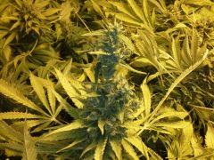 Scrog Early Skunk - CRO+56 - PréFlo+8 - FLO+73