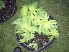 Session Out Early Skunk - Cro+49