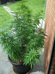Session Outdoor Early Skunk - CRO+120