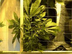 Early Skunk C+34 - 2